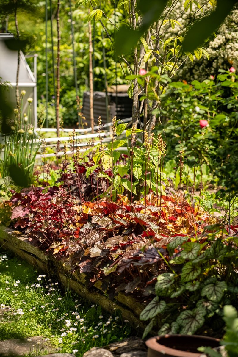 Beet mit rot gefärbtem Laub