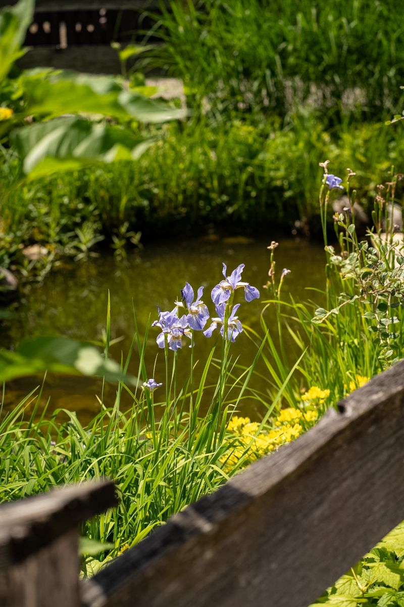 Blaue Schwertlilien am Gartenteich