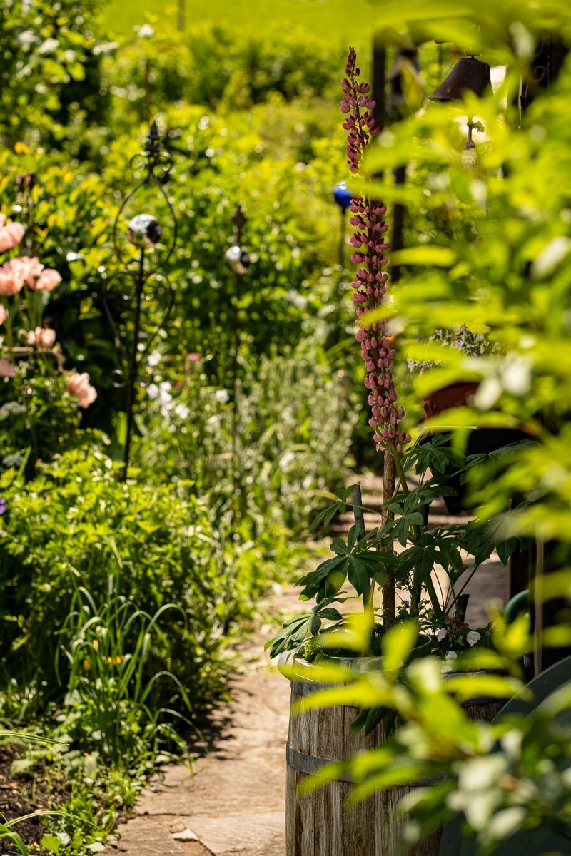 Lupine an einem Gartenweg