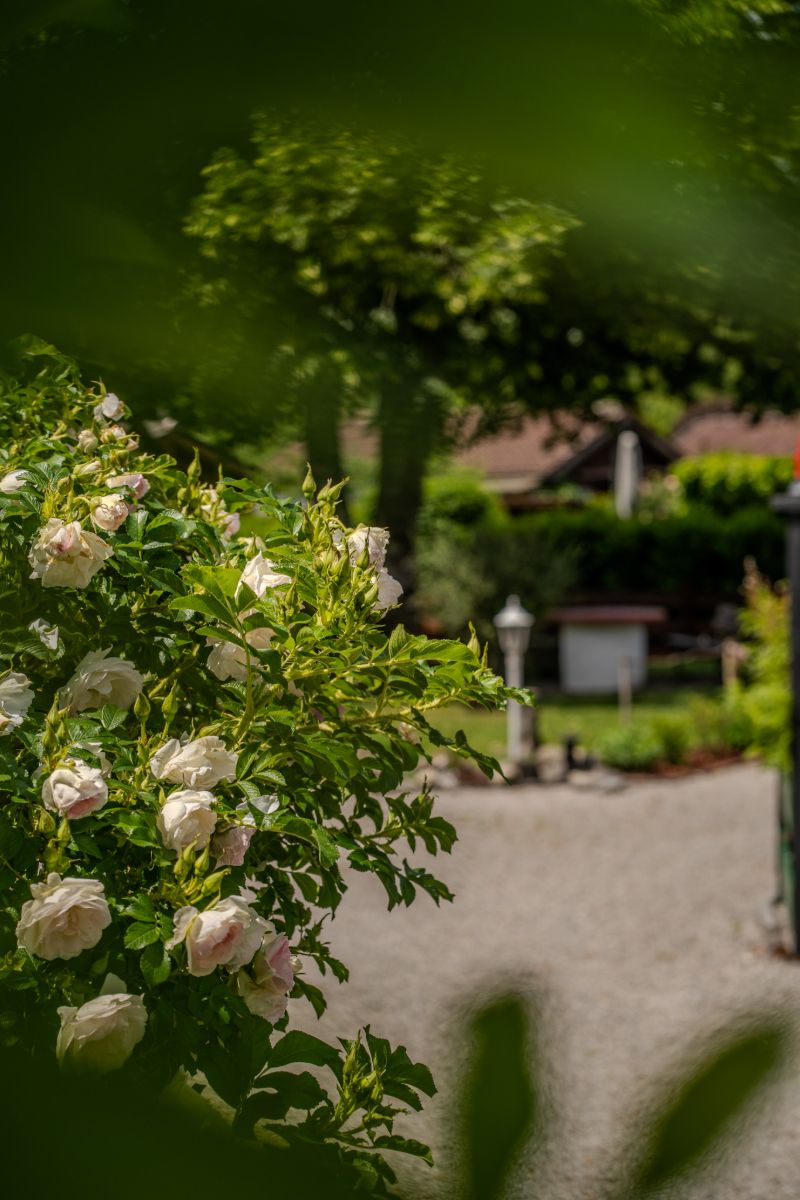 Pfingstrosen vor einem Spalierbaum