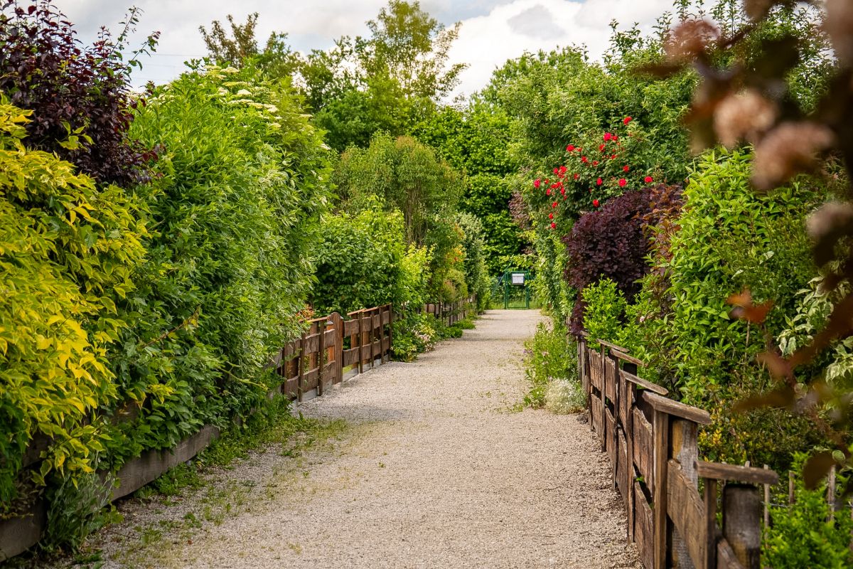 Kiesweg zwischen Hecken mit rotem Rosenbogen